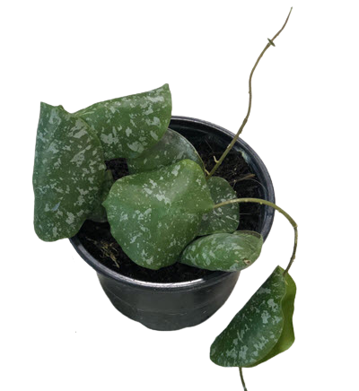 Imbricata